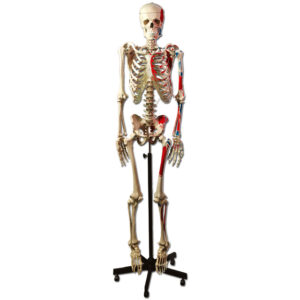 Modello scheletro muscolare